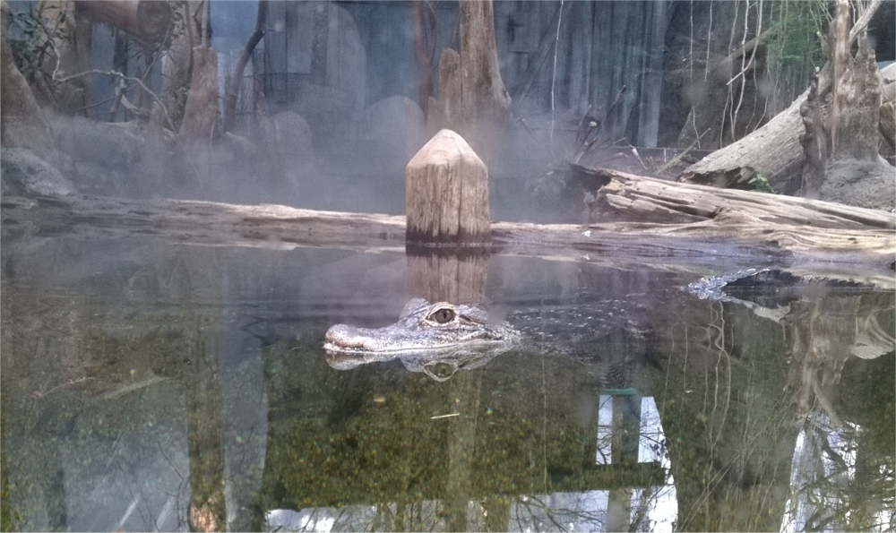Alligator Bayou At The Tennessee Aquarium