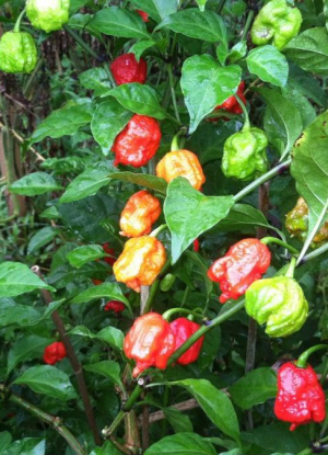 Smokin' Ed's Carolina Reaper® World's Hottest Pepper – PuckerButt