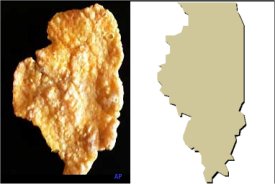 Illinois-shaped corn flake sells for $1,350