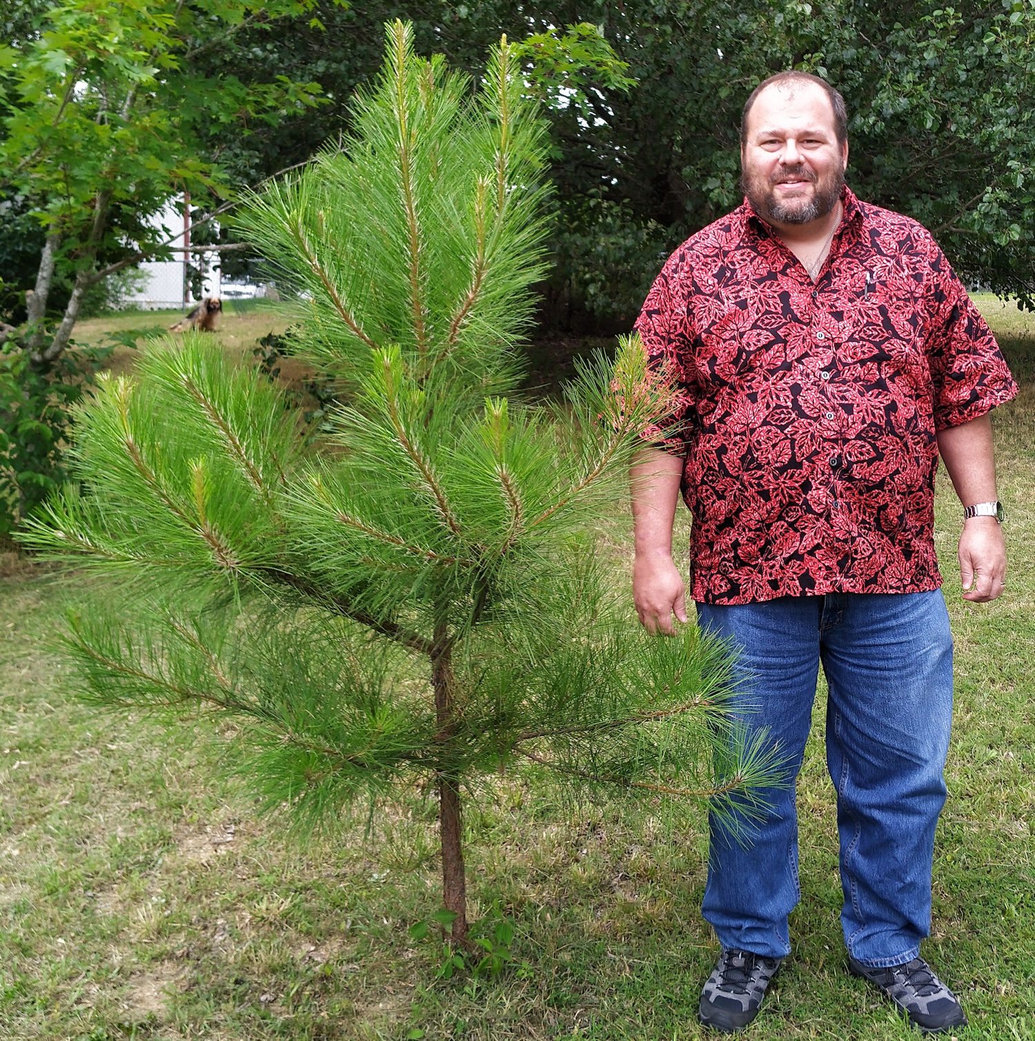 My Pine Tree BoWilliams